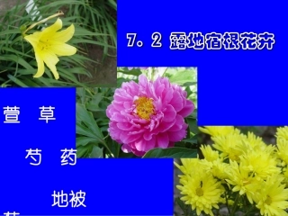 牡丹芍药栽培