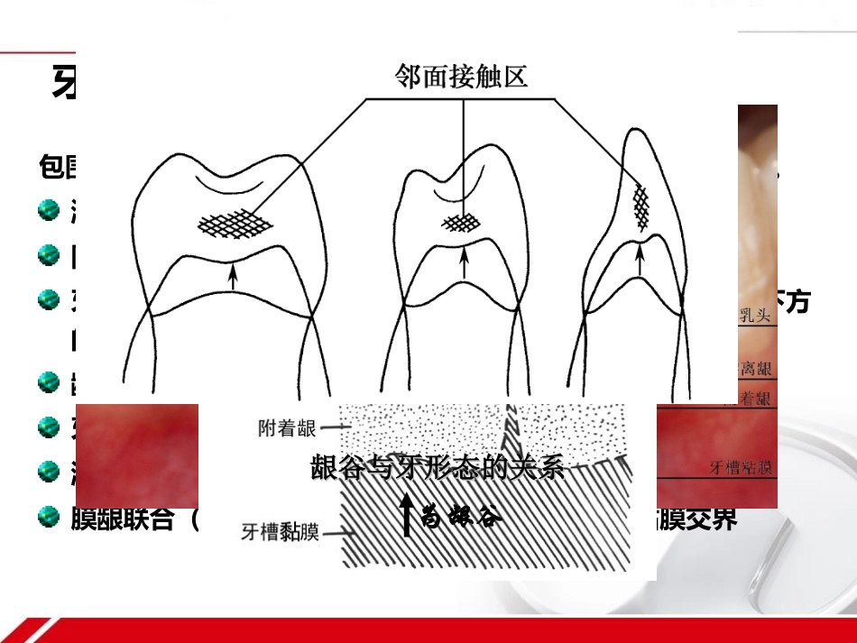牙周组织的解剖生理_第3页