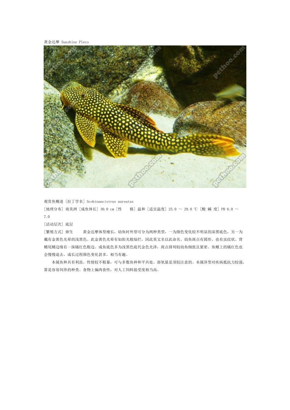 热带观赏鱼3_第2页