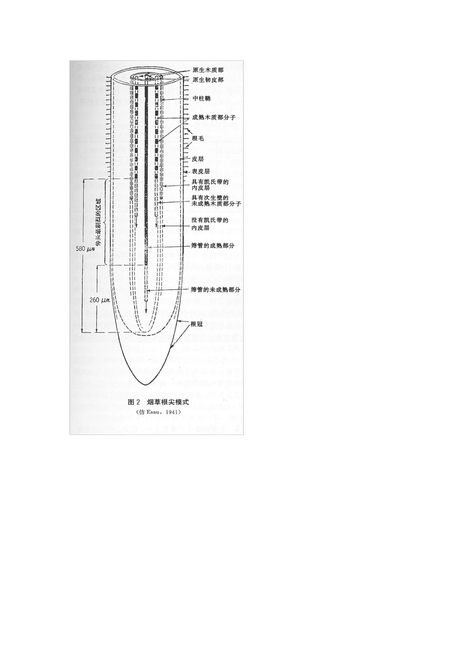 烟草栽培第二章栽培的生物学基础_第2页