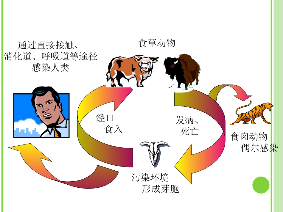 炭疽检验技术_第3页