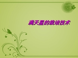 满天星的栽培技术