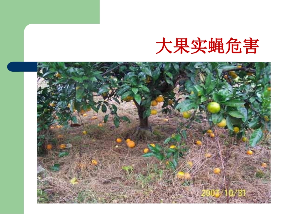 湘西大果实蝇的防治_第3页