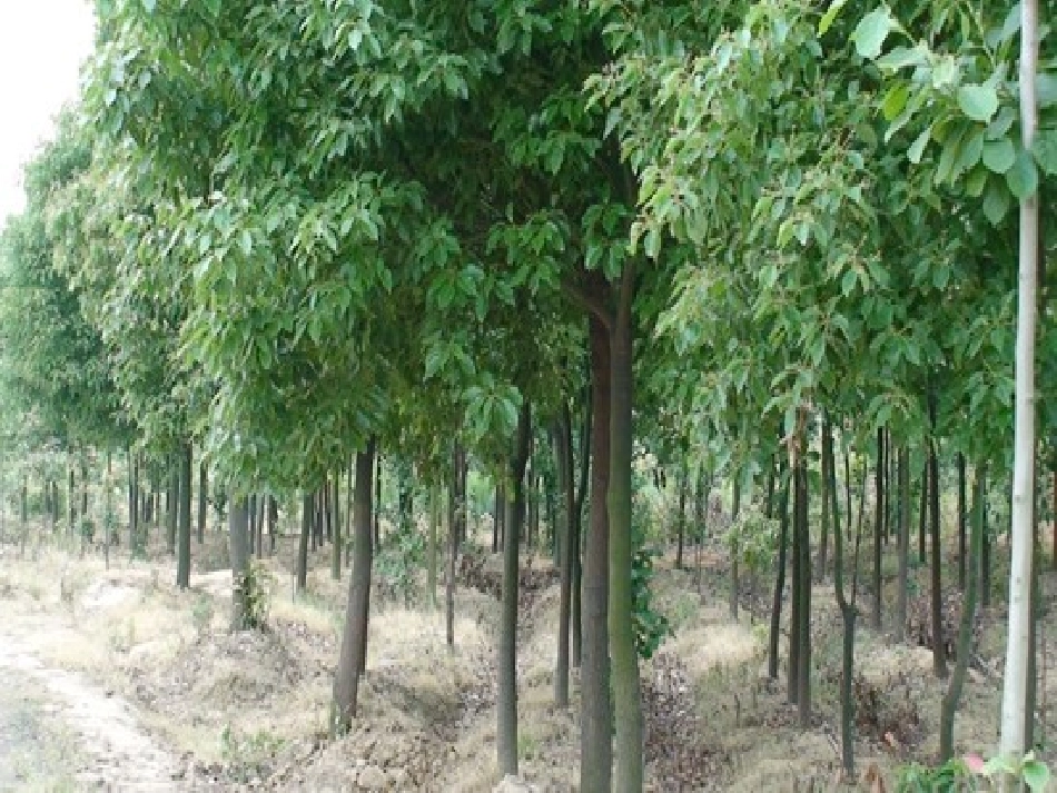 湖南常见植物_第2页