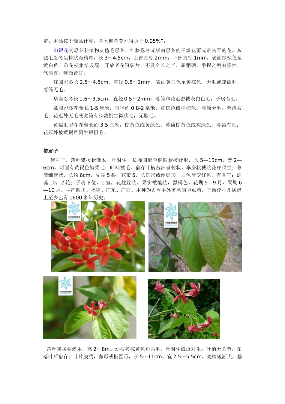 深圳常见绿化植物_第3页