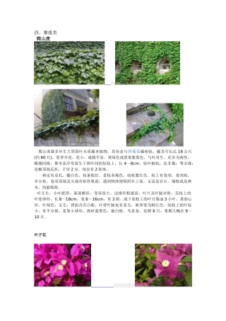 深圳常见绿化植物