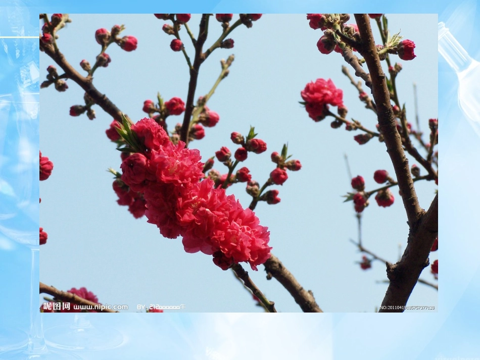 海棠花欣赏—9_第2页