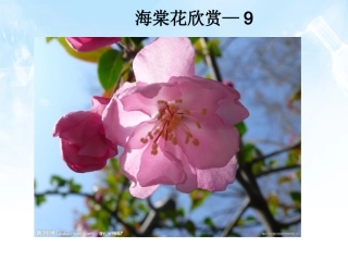 海棠花欣赏—9