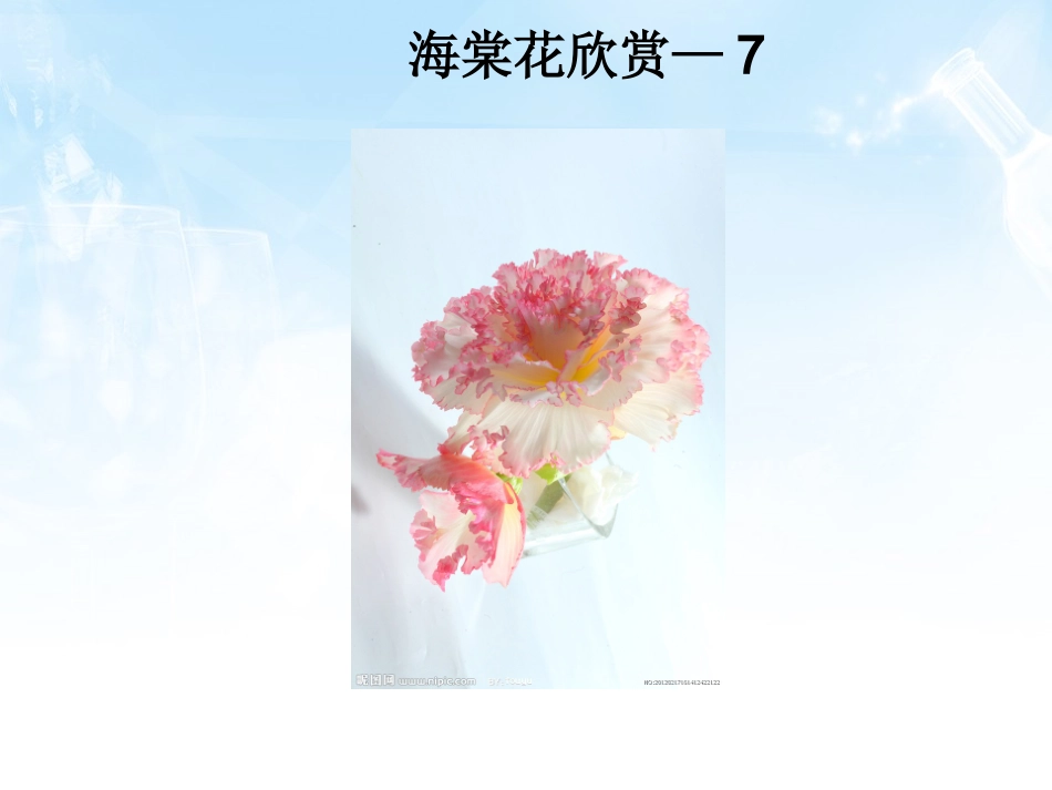 海棠花欣赏—7_第1页