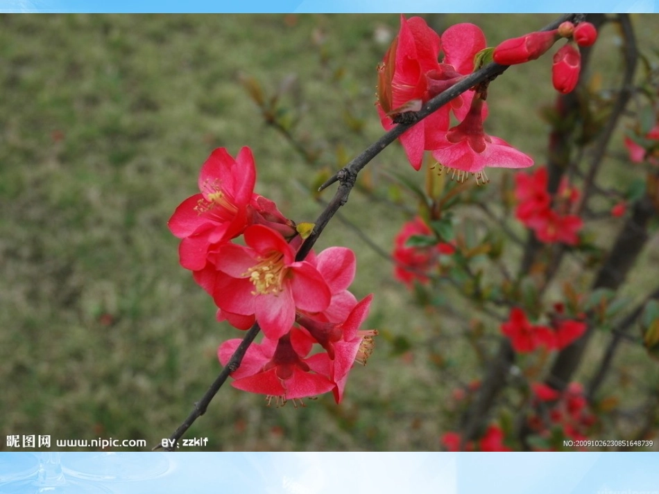 海棠花欣赏—7_第3页