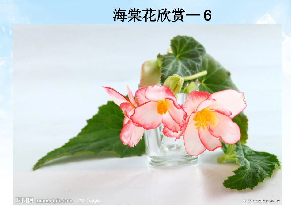 海棠花欣赏—6_第1页