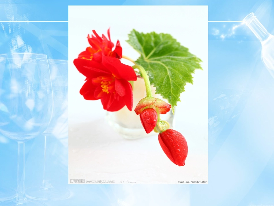 海棠花欣赏—6_第2页