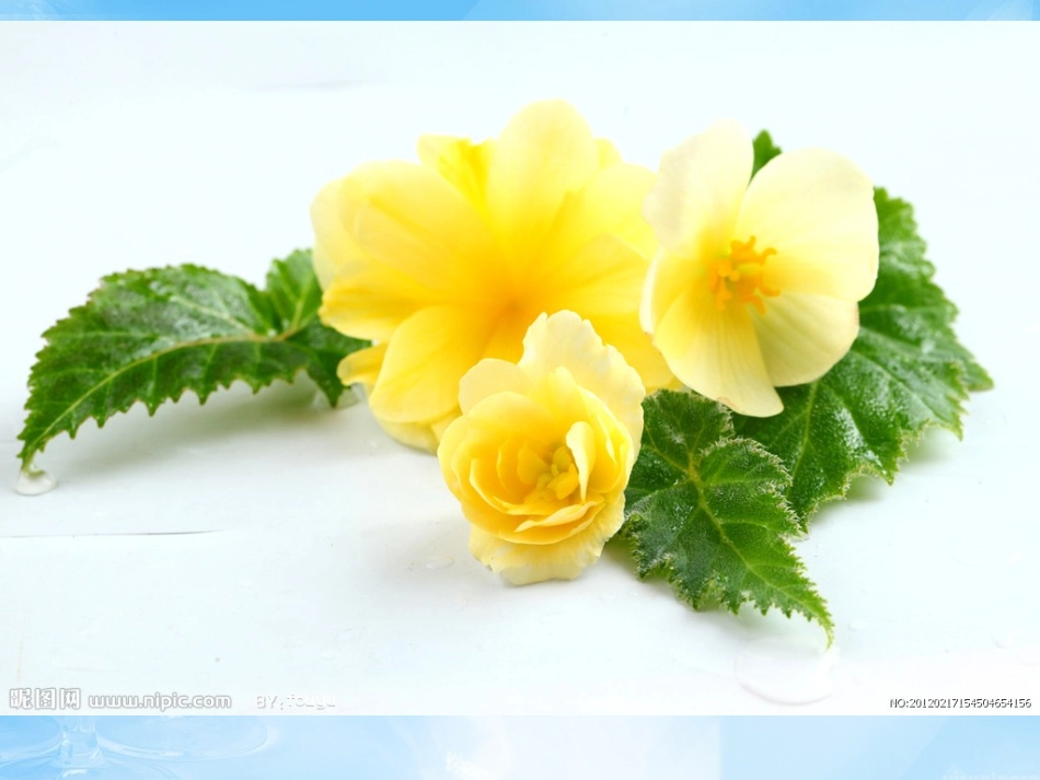 海棠花欣赏—6_第3页