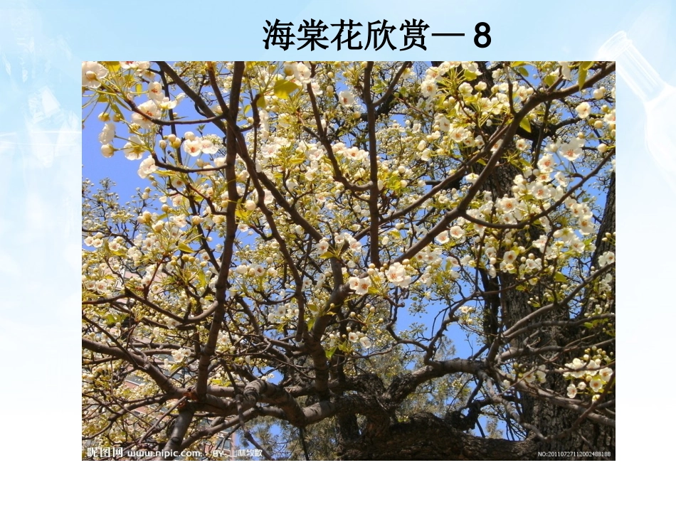 海棠花欣赏—8_第1页
