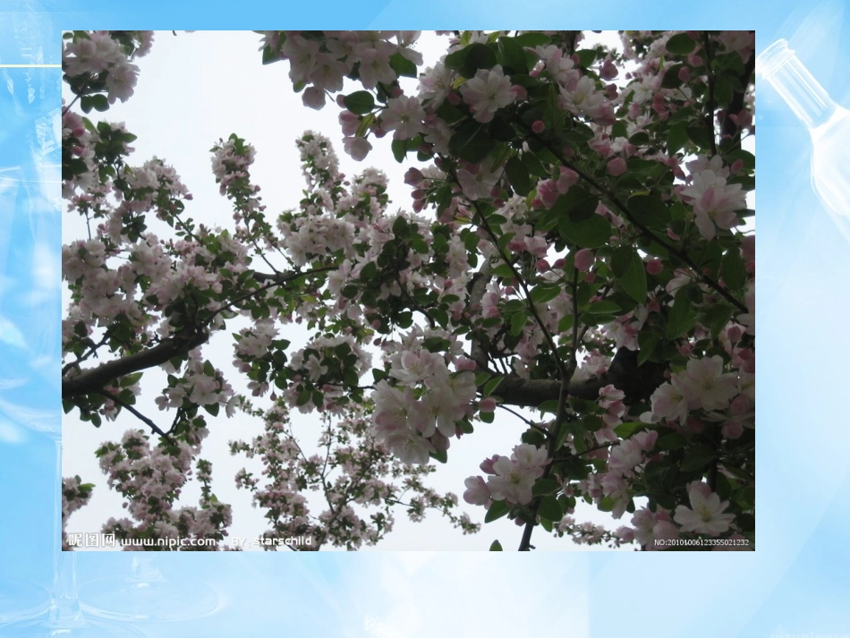 海棠花欣赏—8_第2页