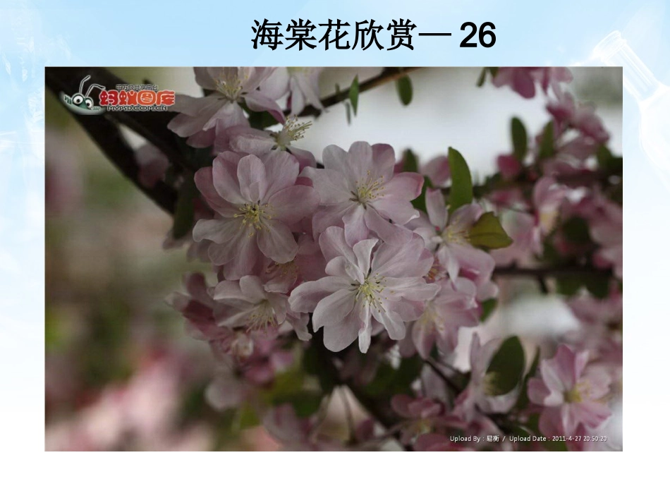 海棠花欣赏—26_第1页
