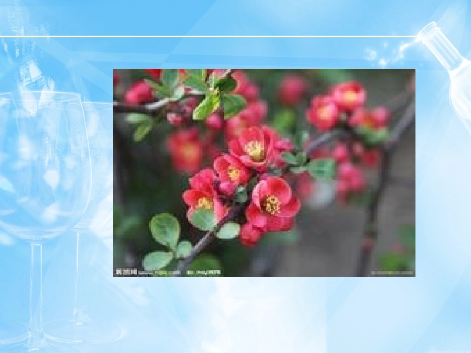 海棠花欣赏—26_第2页