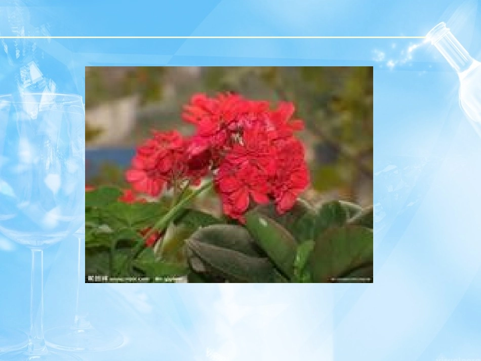 海棠花欣赏—26_第3页