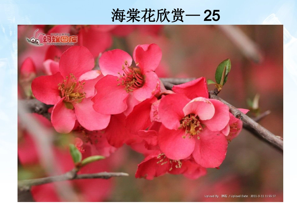 海棠花欣赏—25_第1页