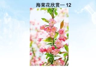 海棠花欣赏—12