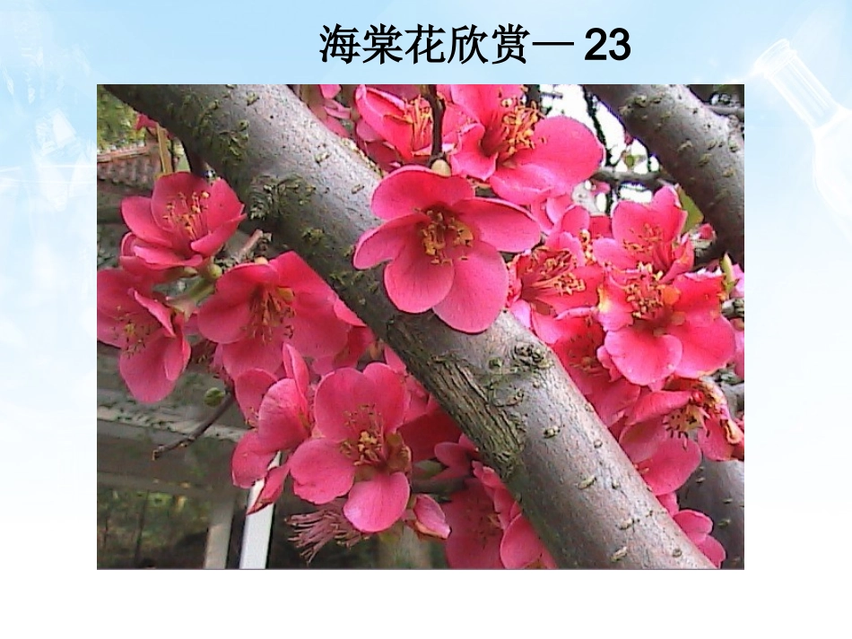 海棠花欣赏—23_第1页