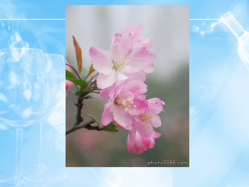 海棠花欣赏—23_第2页
