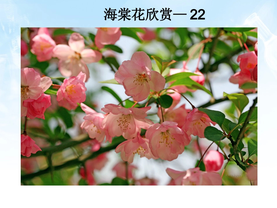 海棠花欣赏—22_第1页