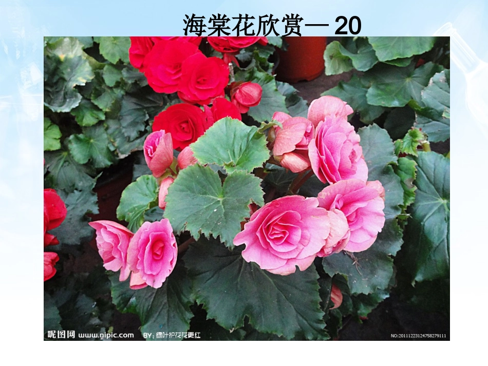 海棠花欣赏—20_第1页