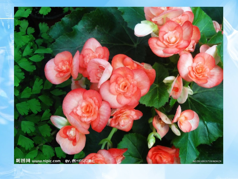 海棠花欣赏—20_第3页