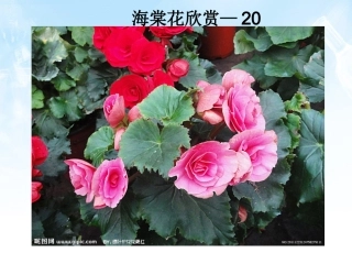 海棠花欣赏—20