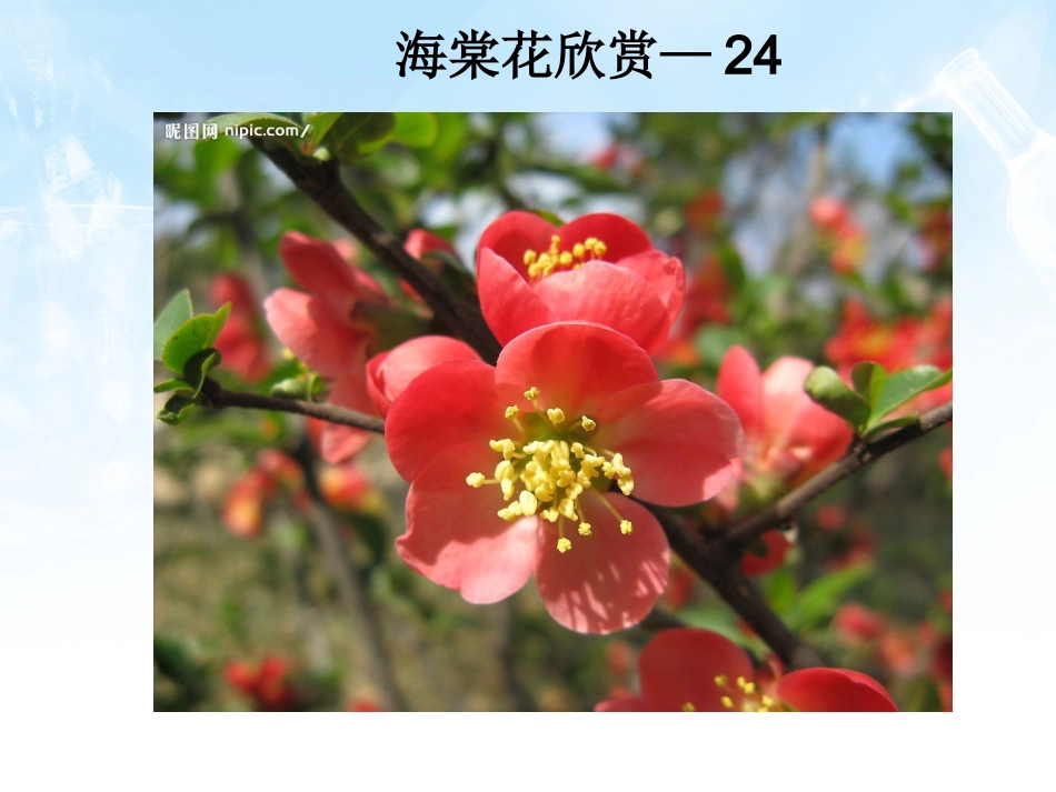 海棠花欣赏—24_第1页