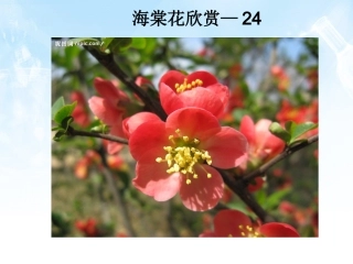 海棠花欣赏—24