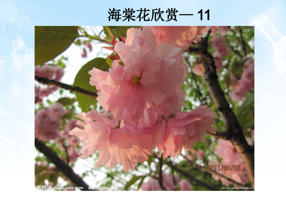 海棠花欣赏—11_第1页