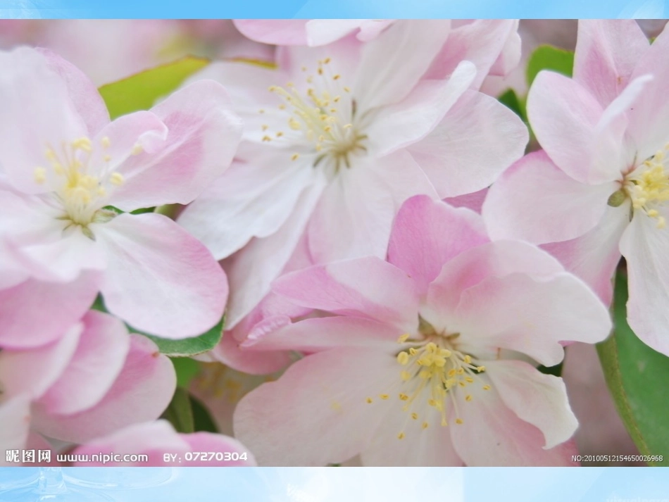 海棠花欣赏—11_第2页
