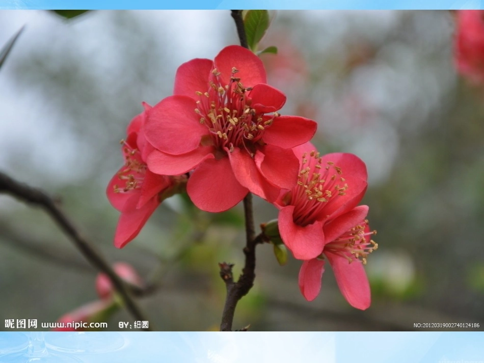 海棠花欣赏—11_第3页