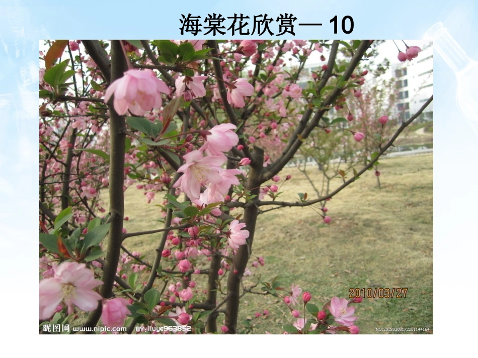 海棠花欣赏—10_第1页