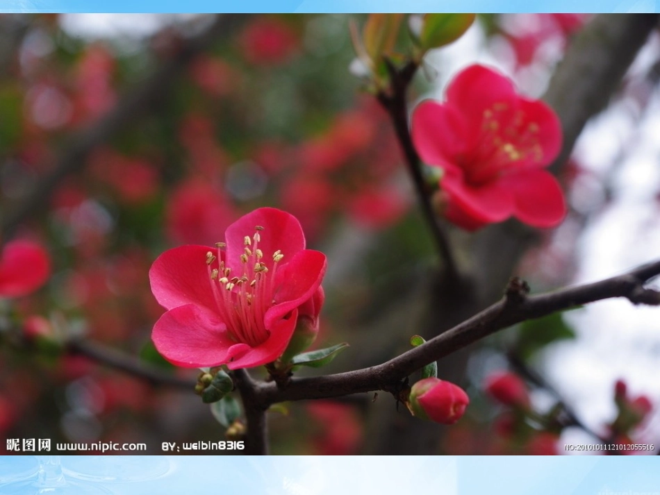 海棠花欣赏—10_第2页