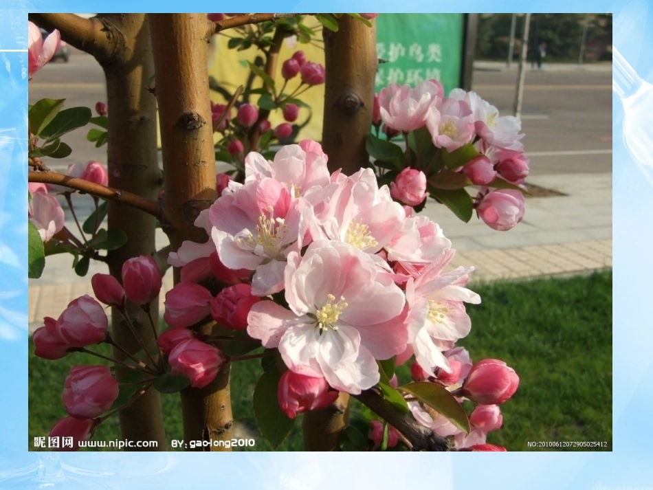 海棠花欣赏—10_第3页