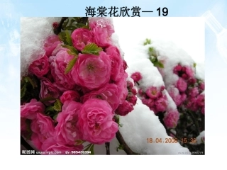 海棠花欣赏—19