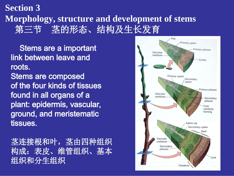 浙江大学2012植物学甲课件 第04次课2008ppt第01到50页_第2页