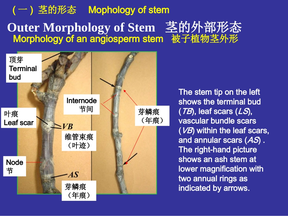 浙江大学2012植物学甲课件 第04次课2008ppt第01到50页_第3页