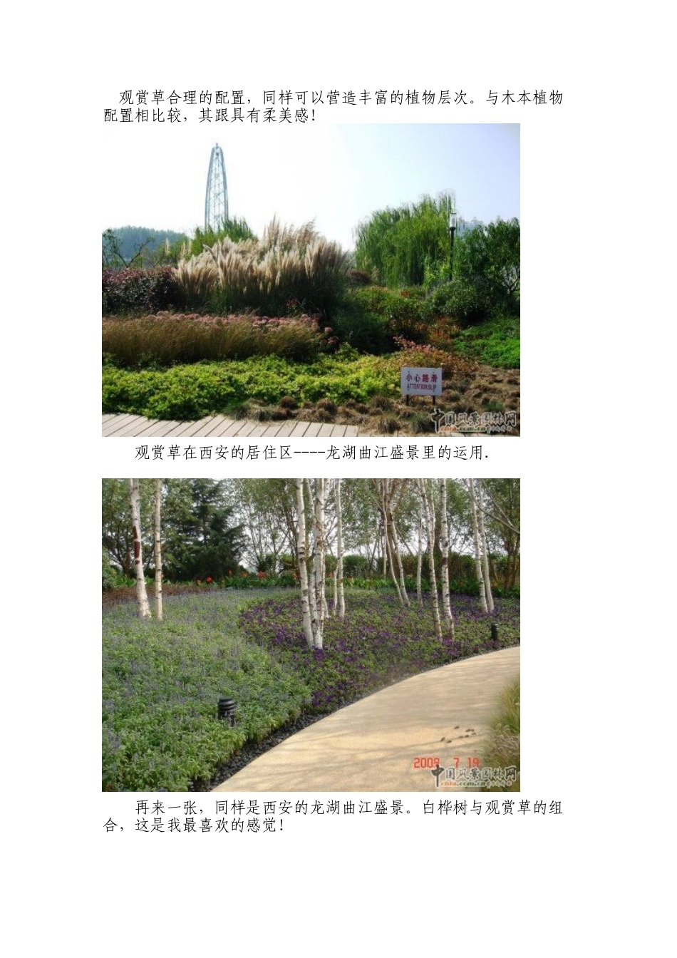 浅谈观赏草在景观中的运用(一)绿地篇_第3页