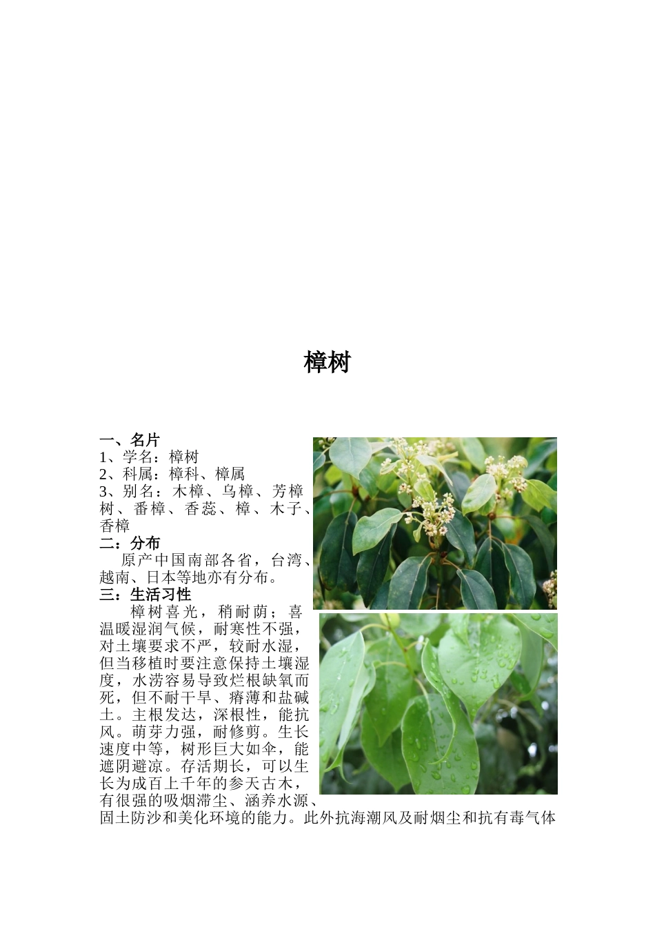 津市常见乔木详细介绍_第2页