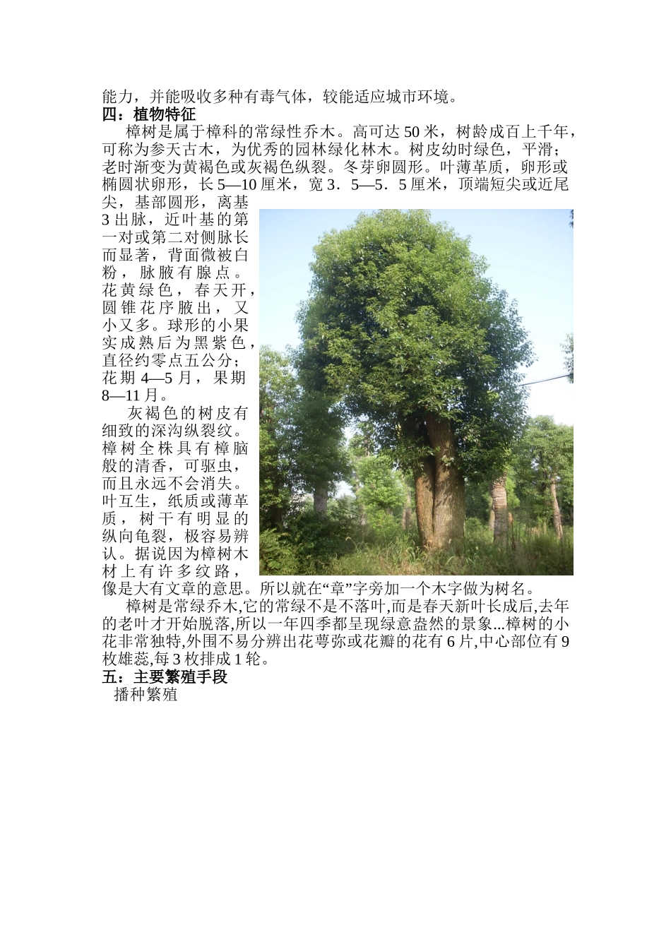 津市常见乔木详细介绍_第3页