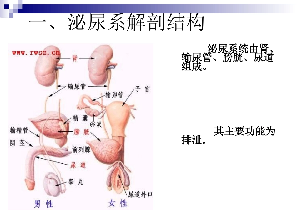 泌尿系结石病人_第3页