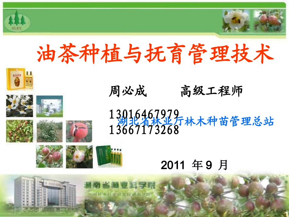 油茶种植与抚育管理技术_第1页