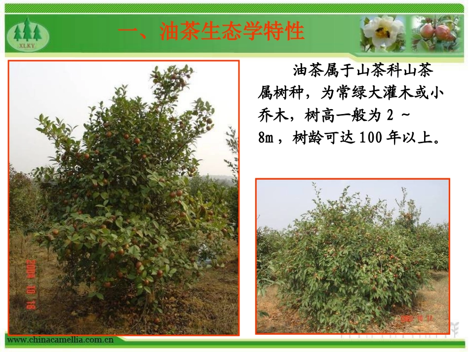 油茶种植与抚育管理技术_第3页