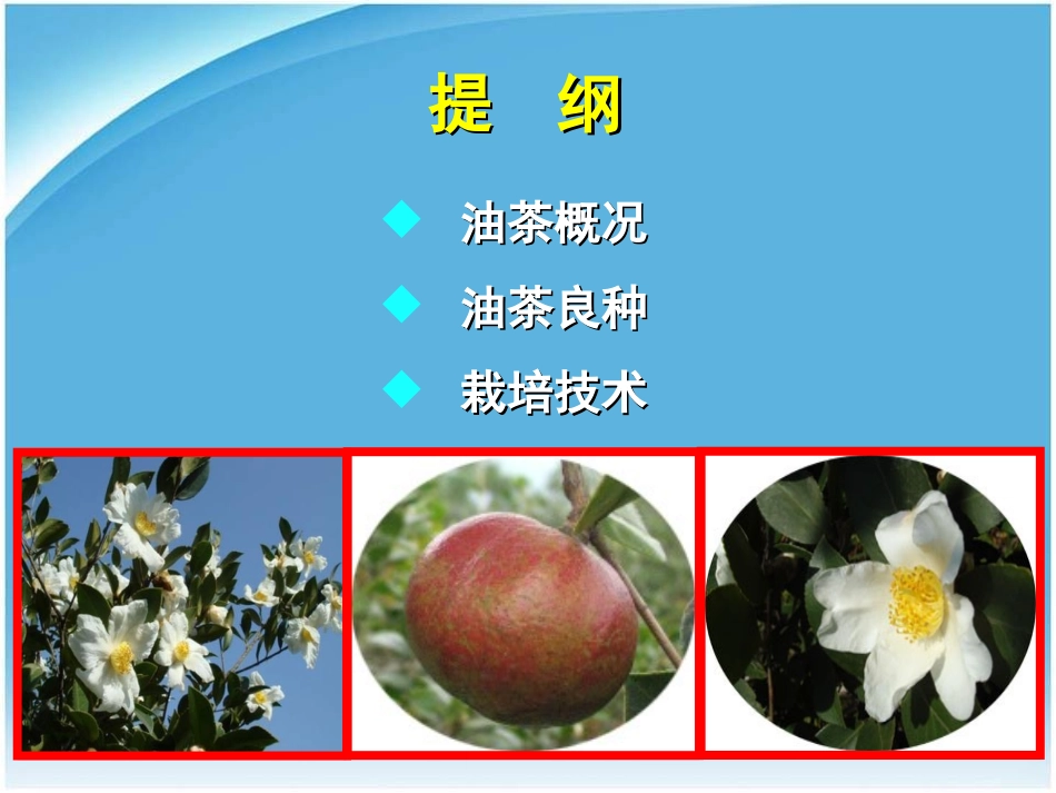 油茶良种及栽培技术_第3页