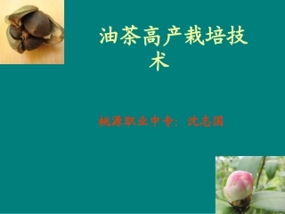 油茶良种及栽培技术