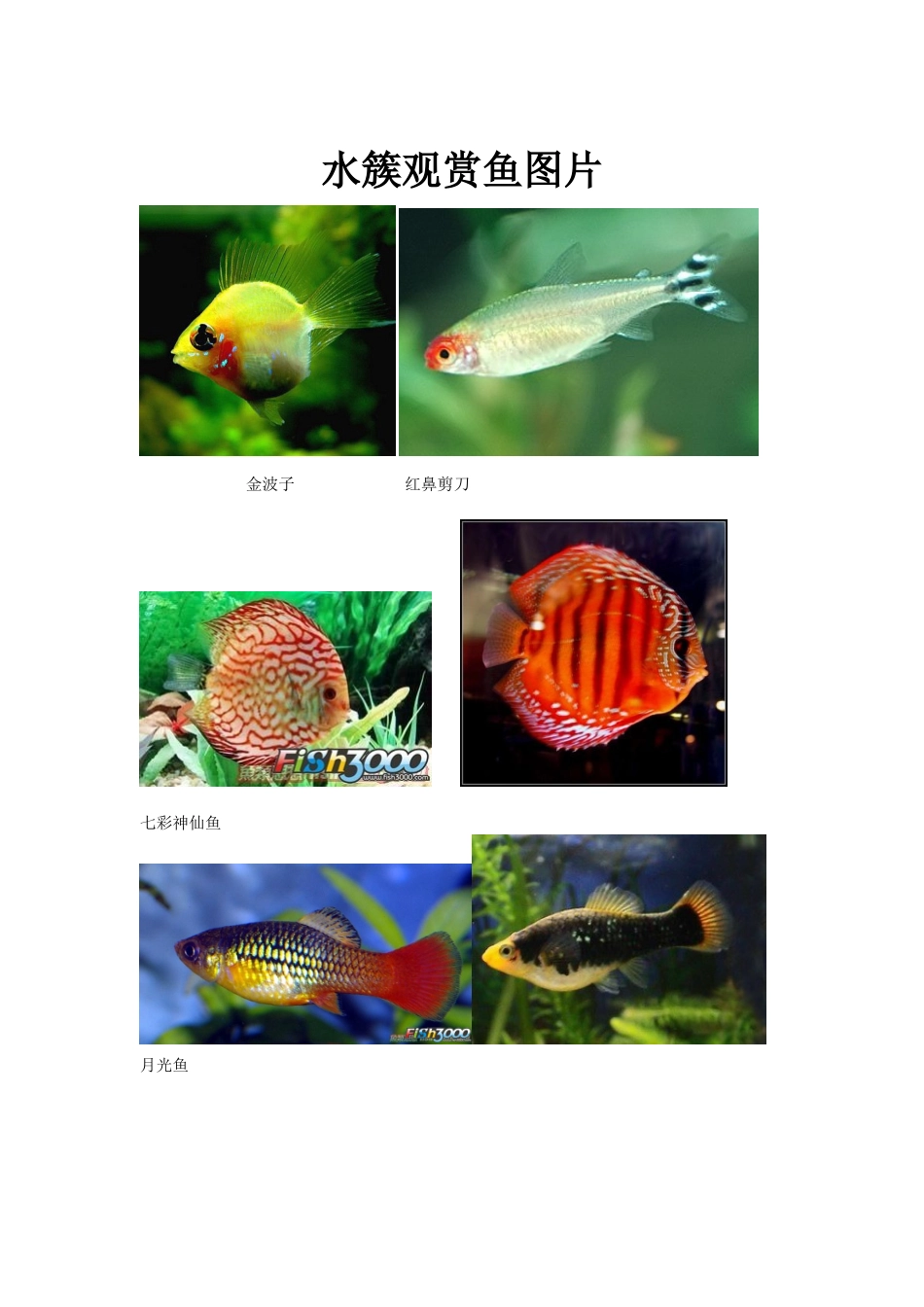 水簇观赏鱼图片_第1页